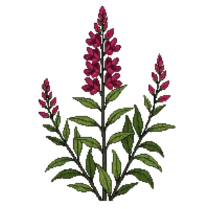 Illustration of Scarlet Sage
