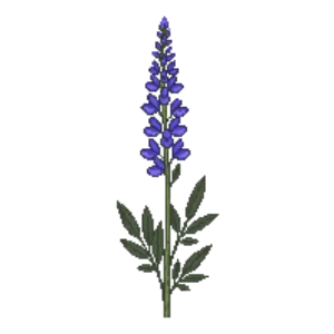 Illustration of Russian sage 'Blue Spire'
