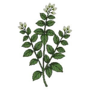 Illustration of American Elderberry 'Adams'