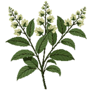 Illustration of Elder