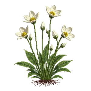 Illustration of Bloodroot