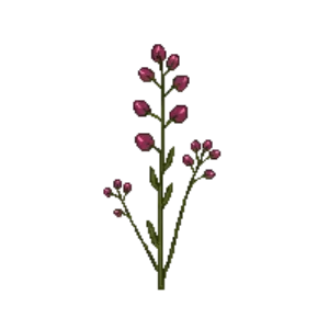 Illustration of Burnet 'Tanna'