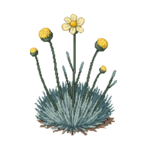 Illustration of Cotton Lavender