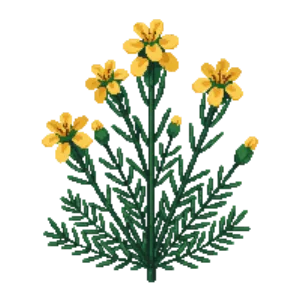 Illustration of Green lavender cotton