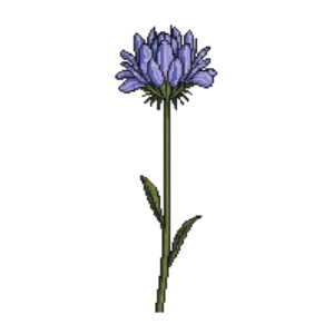 Illustration of Pincushion Flower 'Butterfly Blue'