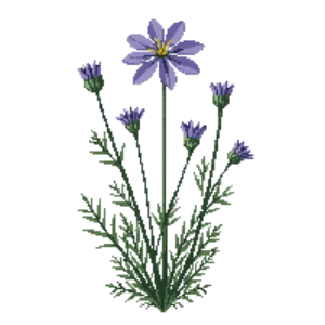 Illustration of Small Scabious