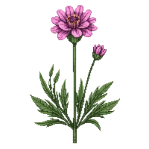 Illustration of Pincushion flower 'Pink Mist'