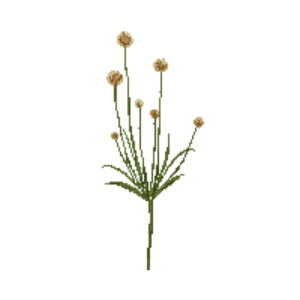 Illustration of Little Bluestem 'Standing Ovation'