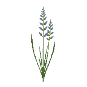 Illustration of Little Bluestem 'The Blues'