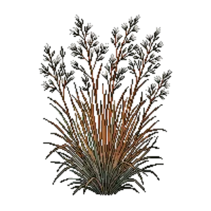 Illustration of Little Bluestem