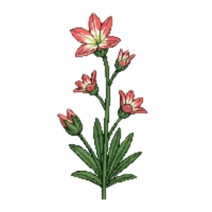 Illustration of Stonecrop 'Coral Carpet'