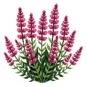 Illustration of Stonecrop 'Autumn Joy'