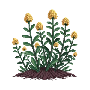 Illustration of Stonecrop 'Angelina'