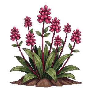 Illustration of Stonecrop 'Dragon's Blood'