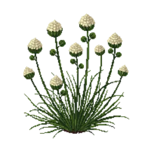 Illustration of Woodland Stonecrop