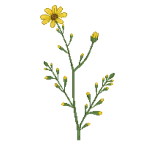 Illustration of Dusty Miller