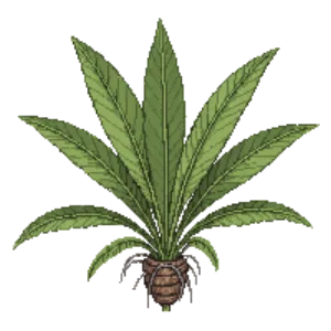 Illustration of Saw Palmetto
