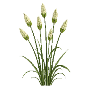 Illustration of Autumn Moor Grass