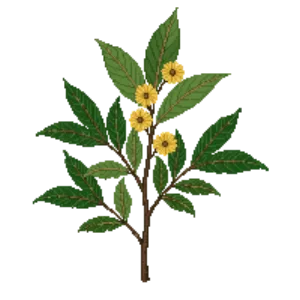 Illustration of Russet Buffaloberry