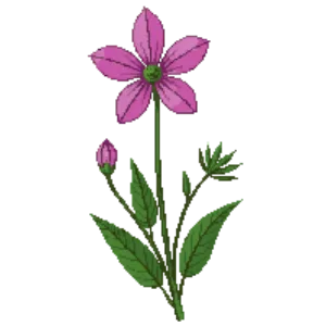 Illustration of Red Campion