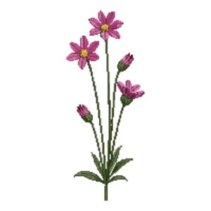 Illustration of Ragged Robin