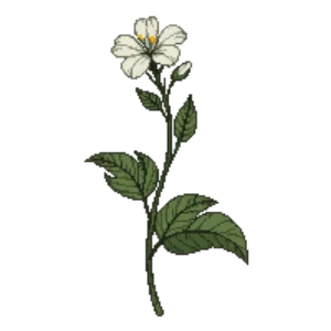 Illustration of Sea campion