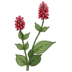 Illustration of Fire Pink