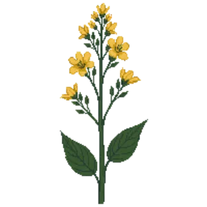 Illustration of Rosinweed