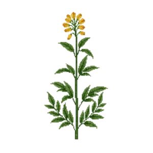 Illustration of Compass Plant