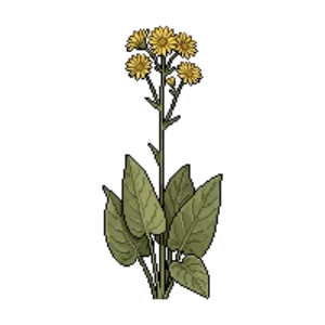 Illustration of Prairie Dock