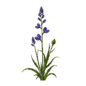 Illustration of Blue-Eyed Grass