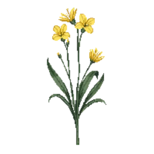 Illustration of Golden-eyed Grass
