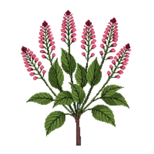 Illustration of Skimmia 'Rubella'