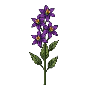 Illustration of Chilean Potato Vine 'Glasnevin'