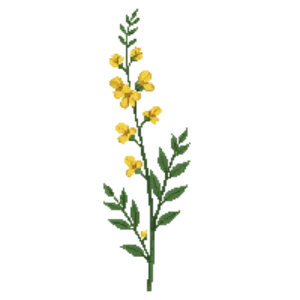 Illustration of Blue-Stem Goldenrod