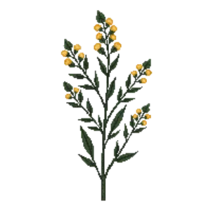 Illustration of Gray Goldenrod