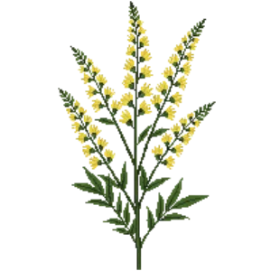 Illustration of Goldenrod 'Fireworks'