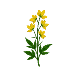 Illustration of Seaside Goldenrod