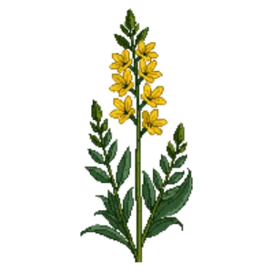 Illustration of Showy Goldenrod