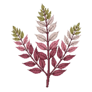 Illustration of False spiraea