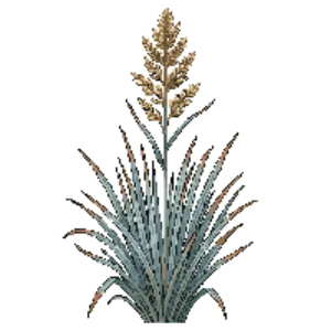 Illustration of Indian Grass 'Sioux Blue'