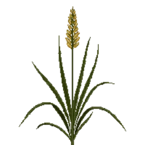 Illustration of Indian Grass