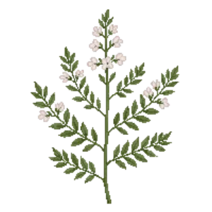 Illustration of White Meadowsweet