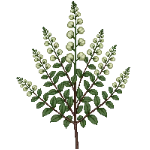 Illustration of Birchleaf Spirea 'Tor'