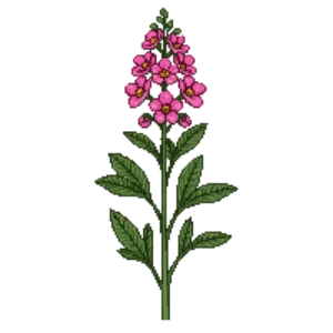 Illustration of Spiraea 'Anthony Waterer'