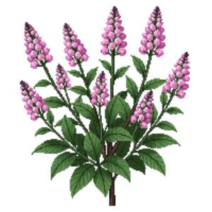 Illustration of Spiraea