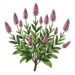 Illustration of Spirea 'Magic Carpet'