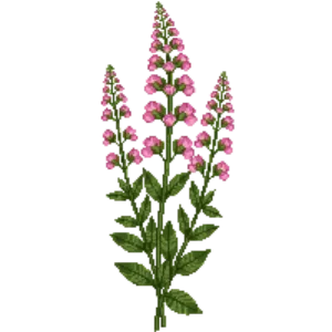 Illustration of Steeplebush