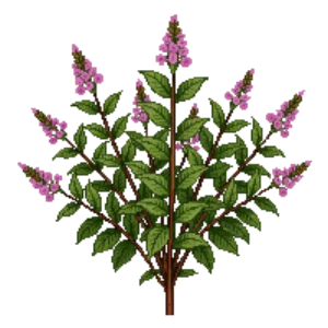 Illustration of Spirea 'Goldmound'