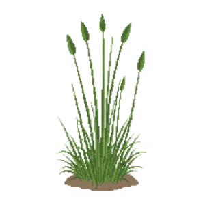 Illustration of Alkali Sacaton